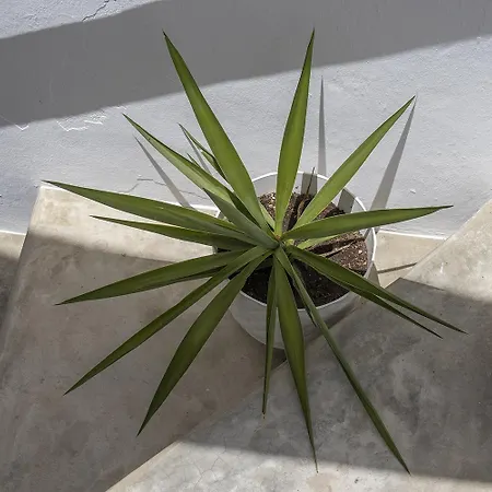 Casa Jardin Competa